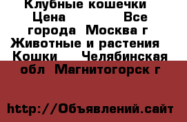 Клубные кошечки › Цена ­ 10 000 - Все города, Москва г. Животные и растения » Кошки   . Челябинская обл.,Магнитогорск г.